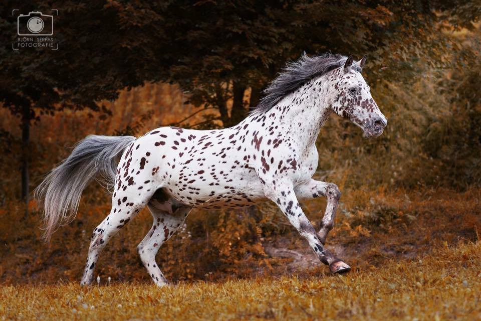 Stunning Appaloosa Horse @Bjrn Serfas Fotografie